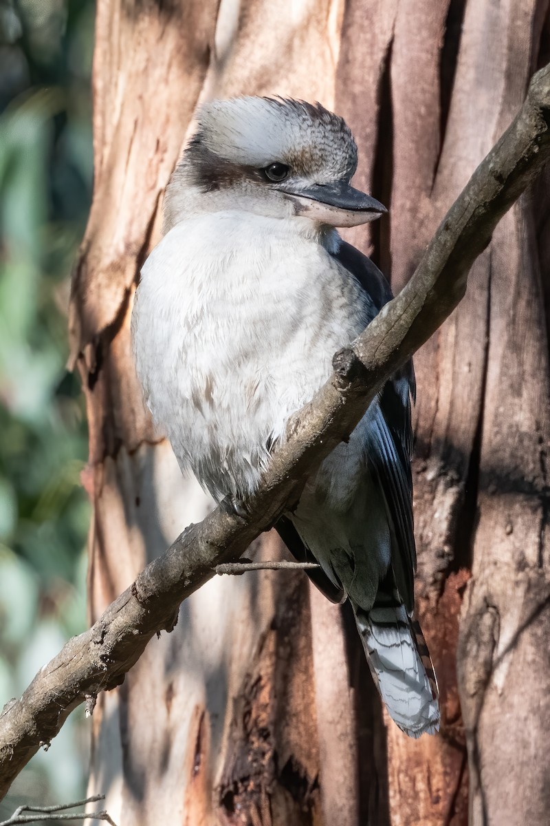 Laughing Kookaburra - Anthony Sokol