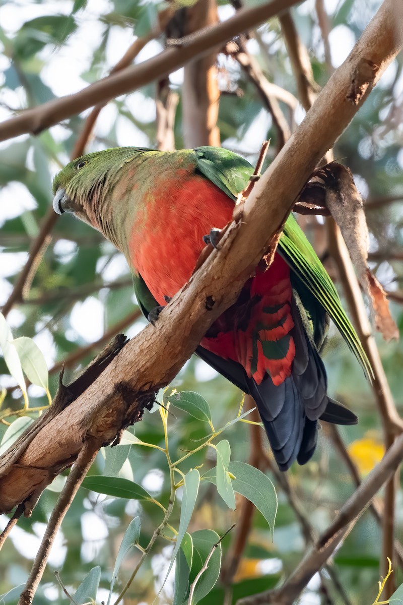 Australian King-Parrot - Anthony Sokol