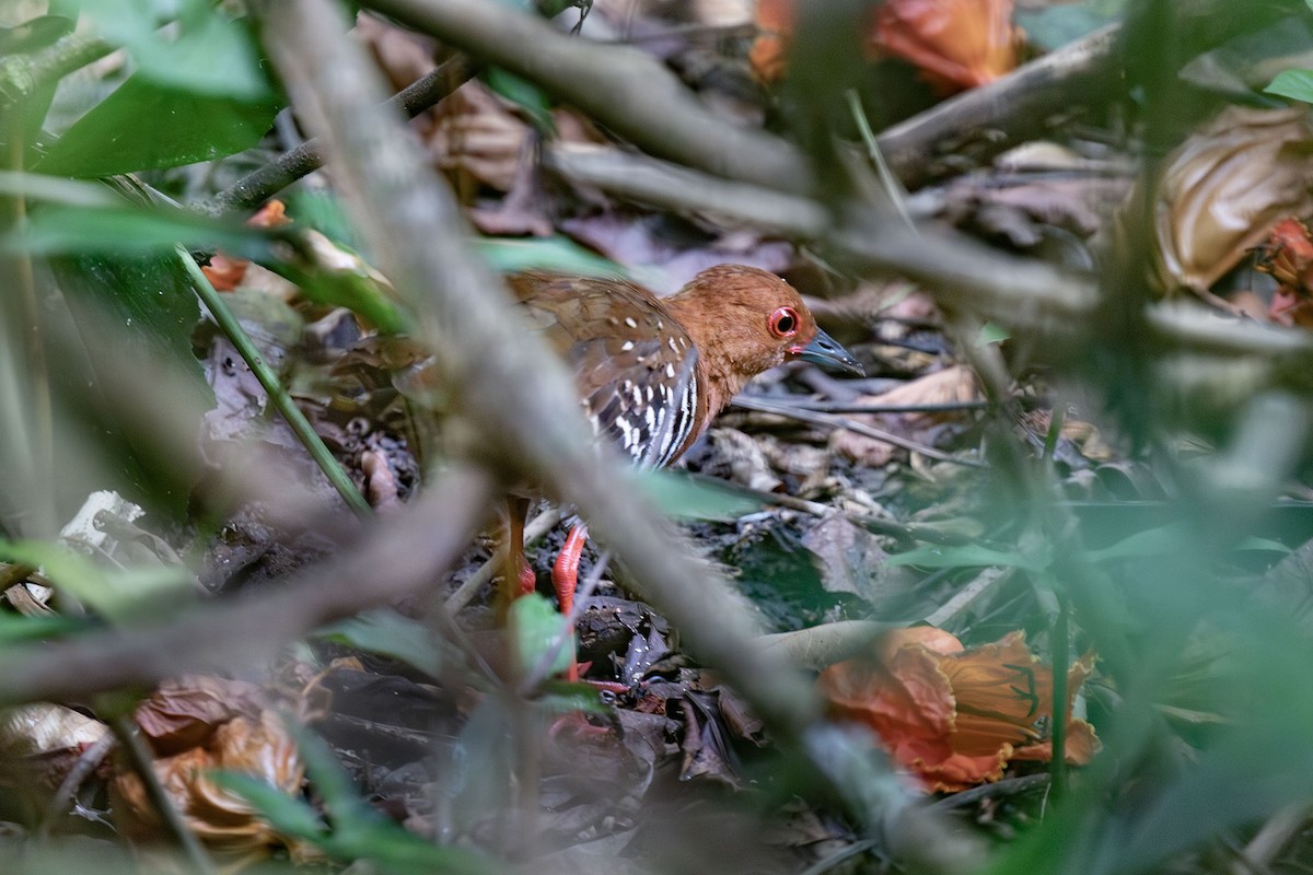 Red-legged Crake - ML617457371