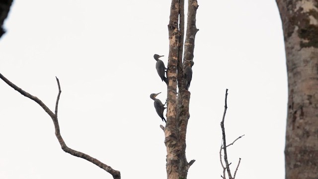 Great Slaty Woodpecker - ML617457399