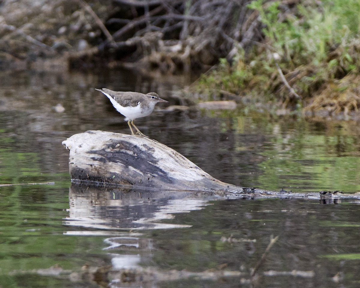 Spotted Sandpiper - ML617457423