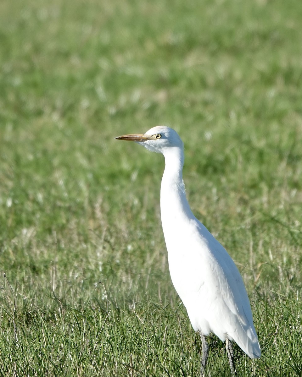 Western Cattle Egret - ML617457457