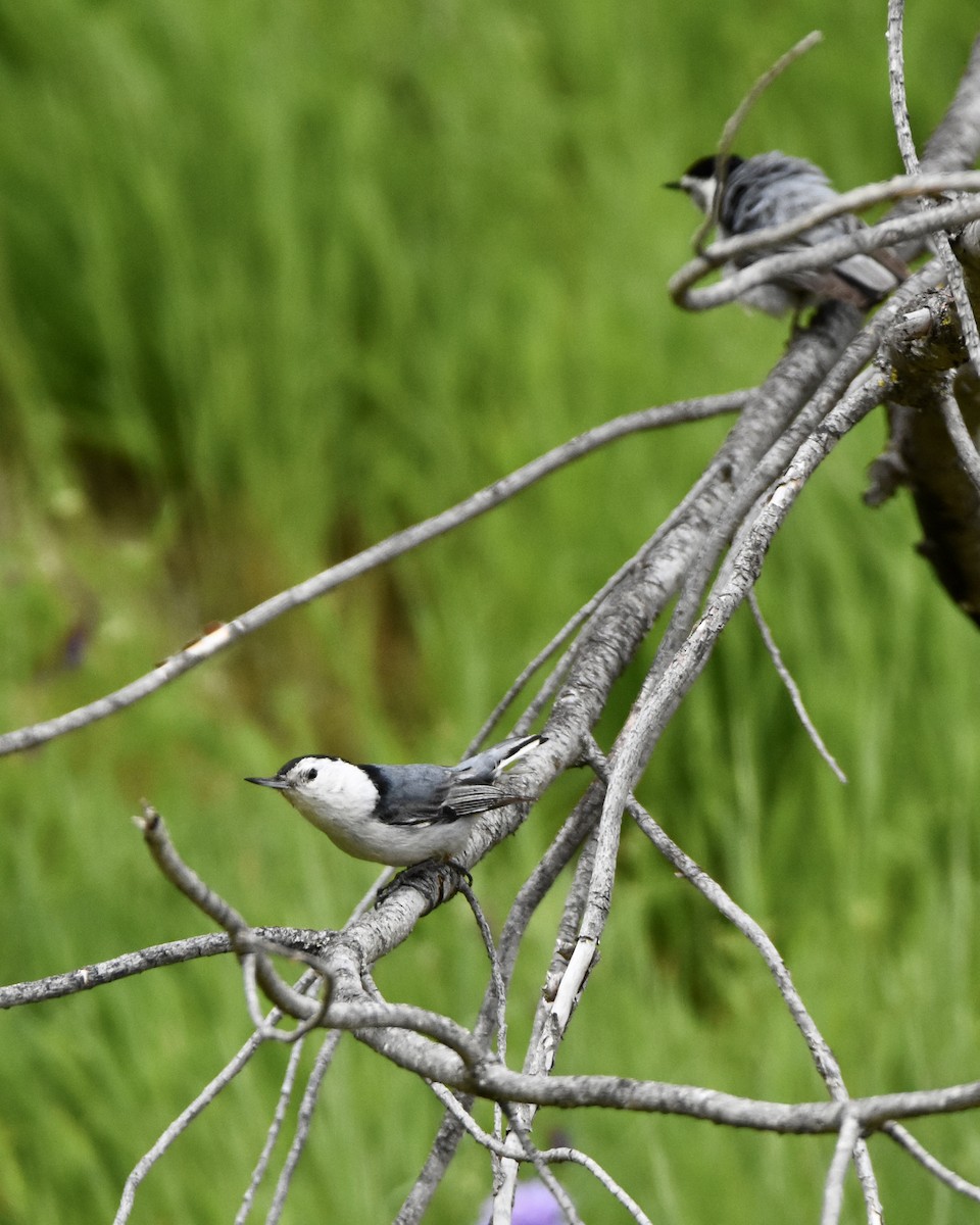 White-breasted Nuthatch - ML617457501