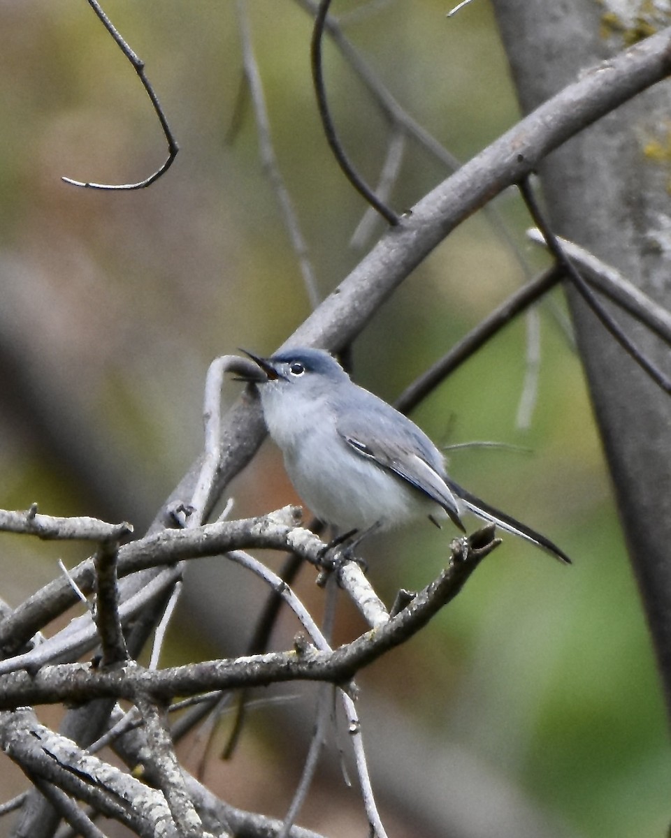 Blue-gray Gnatcatcher - ML617457519