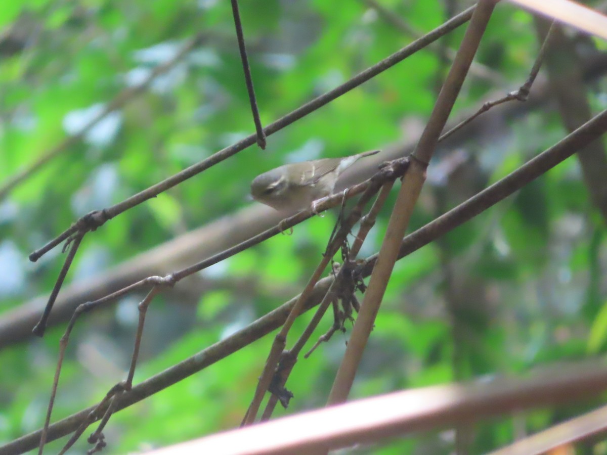 Sakhalin Leaf Warbler - J.A. Jensen