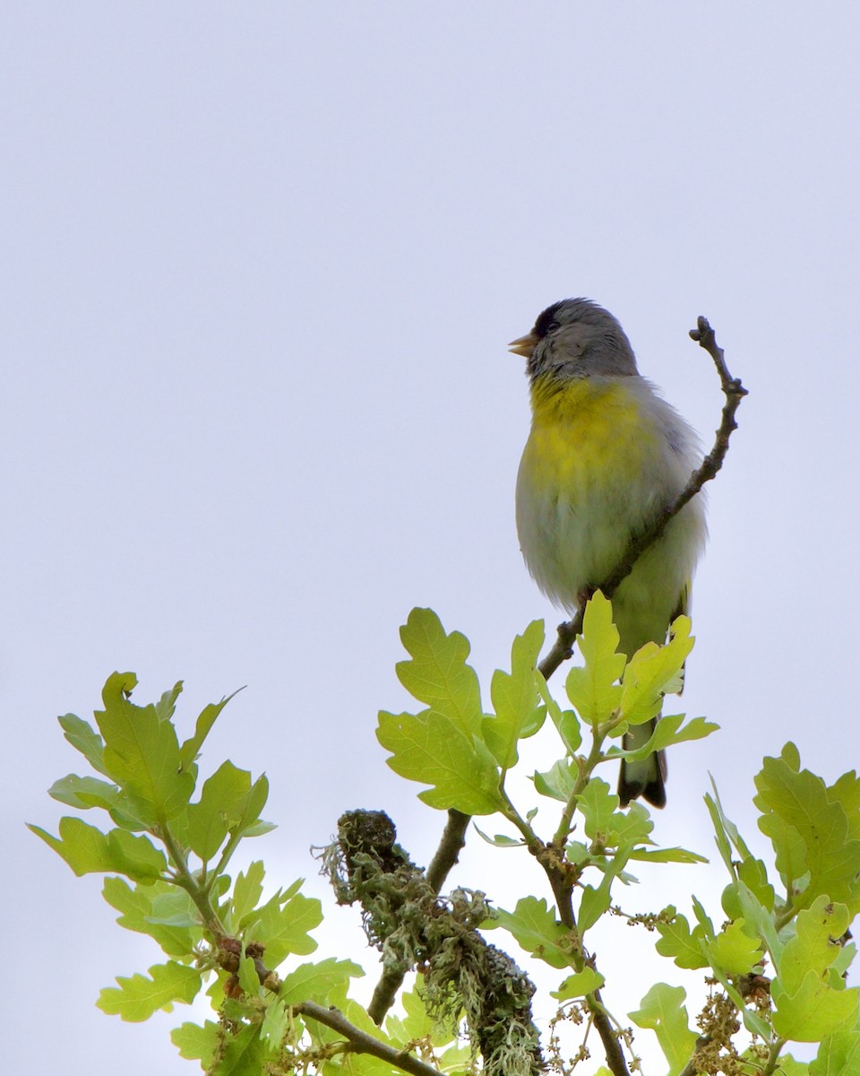 Lawrence's Goldfinch - ML617457525