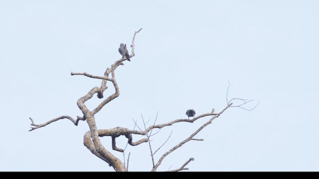 Bar-bellied Cuckooshrike - ML617457540