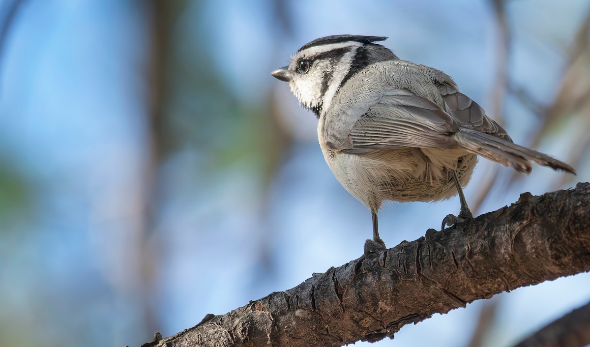 Bridled Titmouse - ML617457576