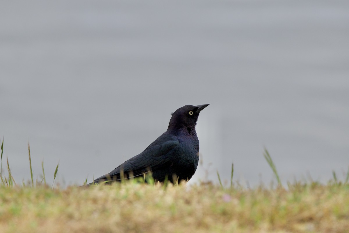 Brewer's Blackbird - ML617457582