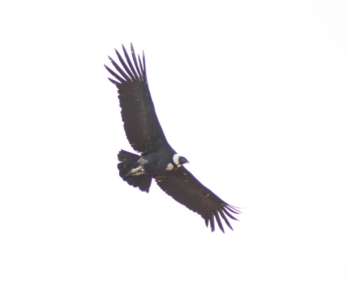 Andean Condor - ML617457607
