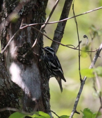 Black-and-white Warbler - ML617457622