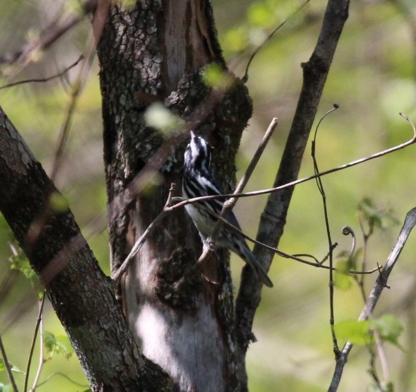 Black-and-white Warbler - ML617457624