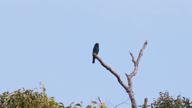 Dollarbird - ML617457629