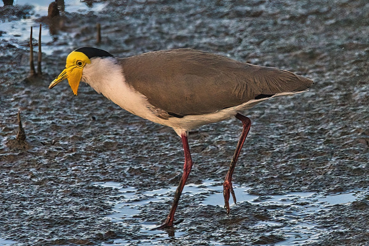 Masked Lapwing (Masked) - ML617457656