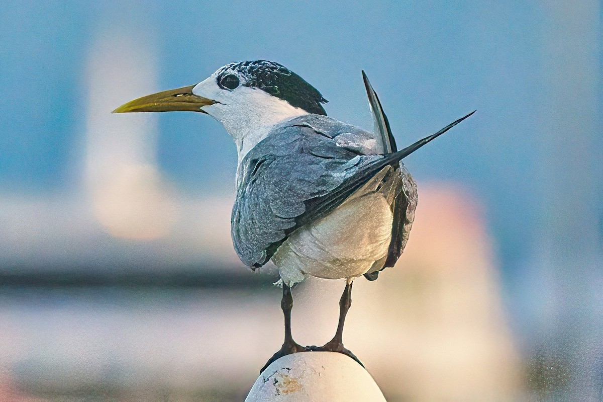Great Crested Tern - ML617457699