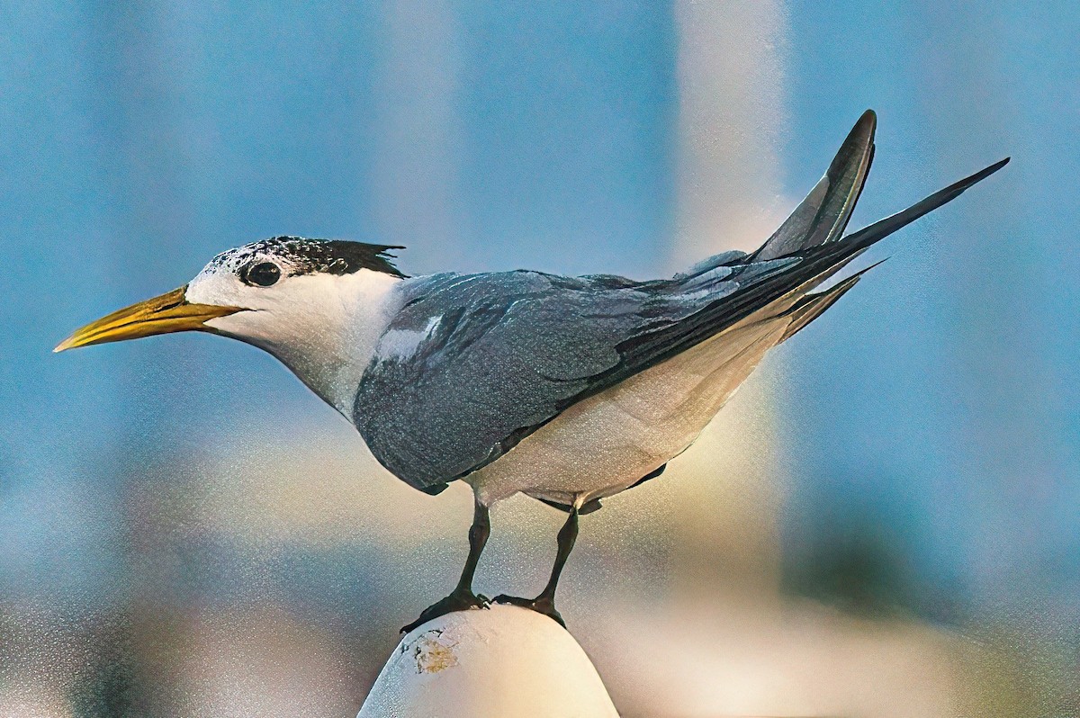 Great Crested Tern - ML617457701