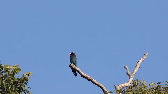 Dollarbird - ML617457714