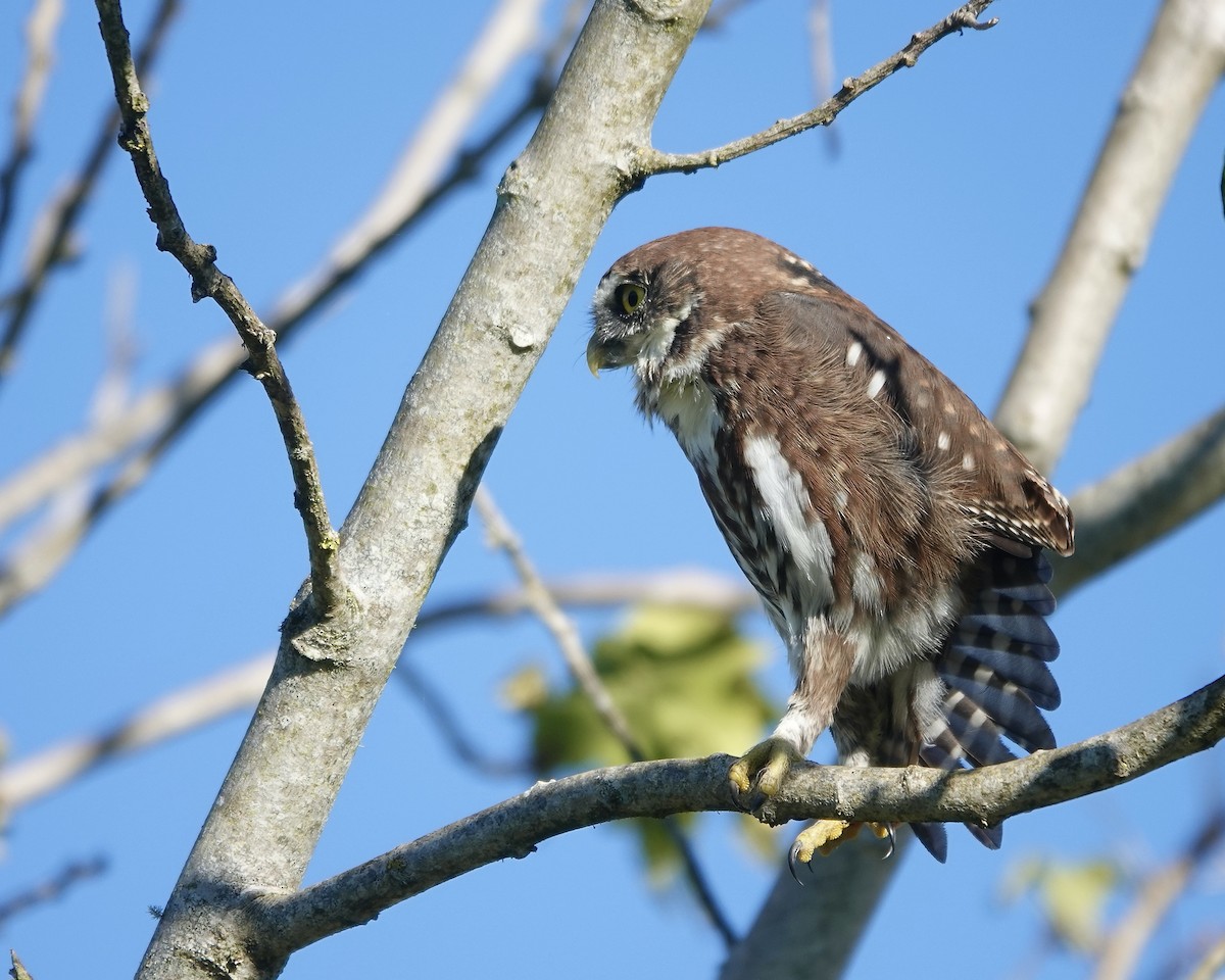 Austral Pygmy-Owl - Bernardita Muñoz Palma