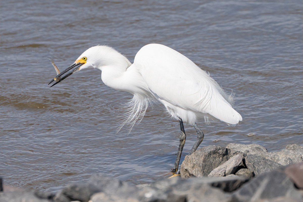 Snowy Egret - Shori Velles