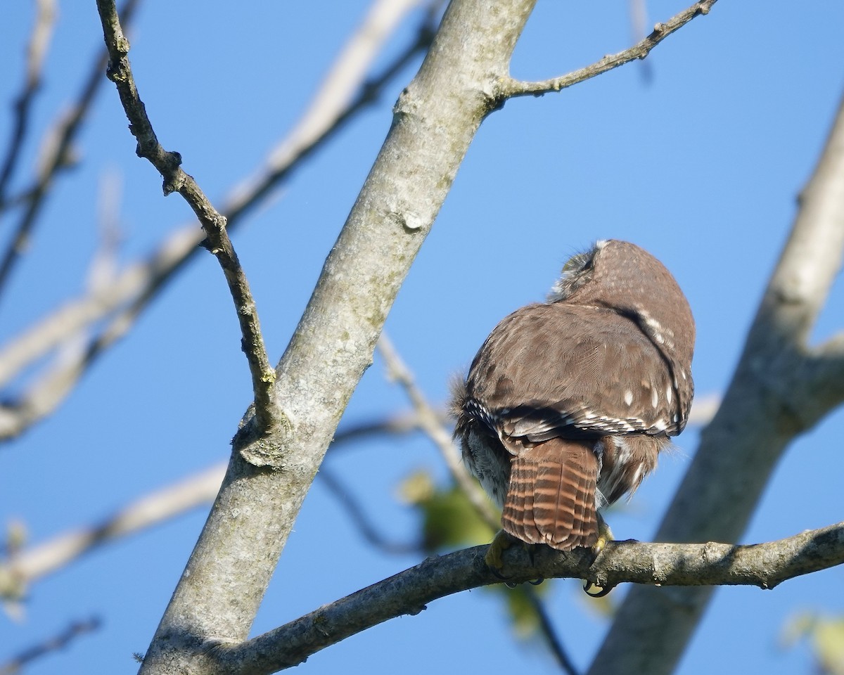 Austral Pygmy-Owl - ML617457782