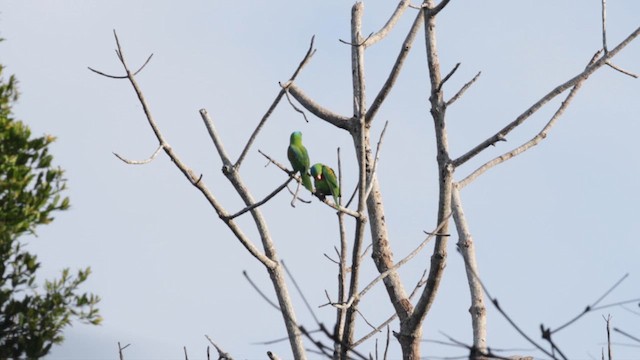 Blue-naped Parrot - ML617457795