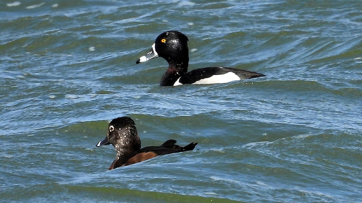 Ring-necked Duck - ML617457839