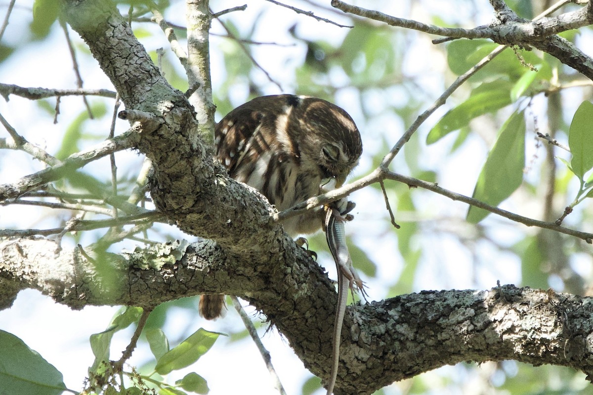 Ferruginous Pygmy-Owl (Ferruginous) - ML617457852