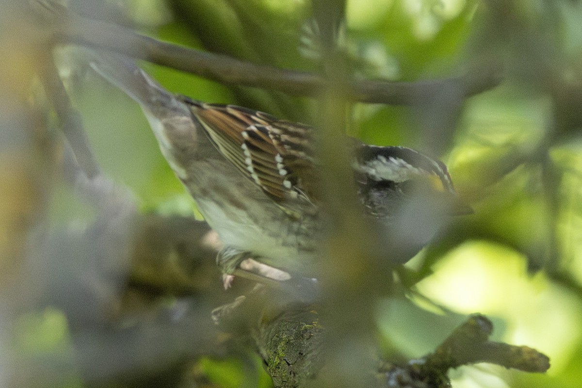 White-throated Sparrow - ML617457922