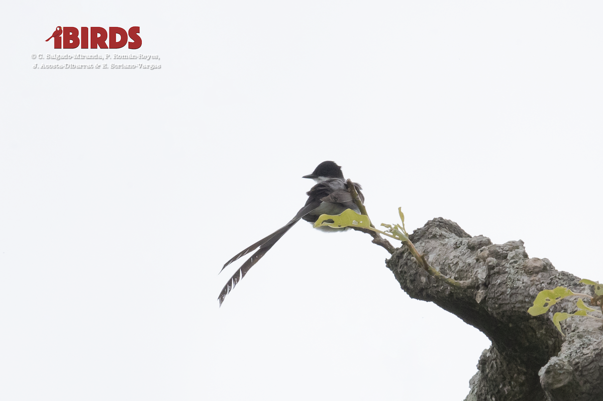 Fork-tailed Flycatcher - C. Salgado-Miranda & E. Soriano-Vargas