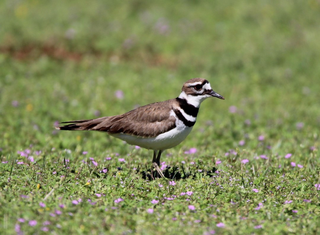 Killdeer - ML617457982