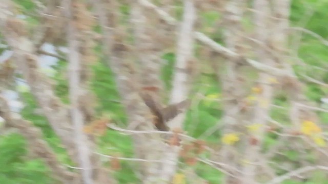 Chachalaca Norteña - ML617458025