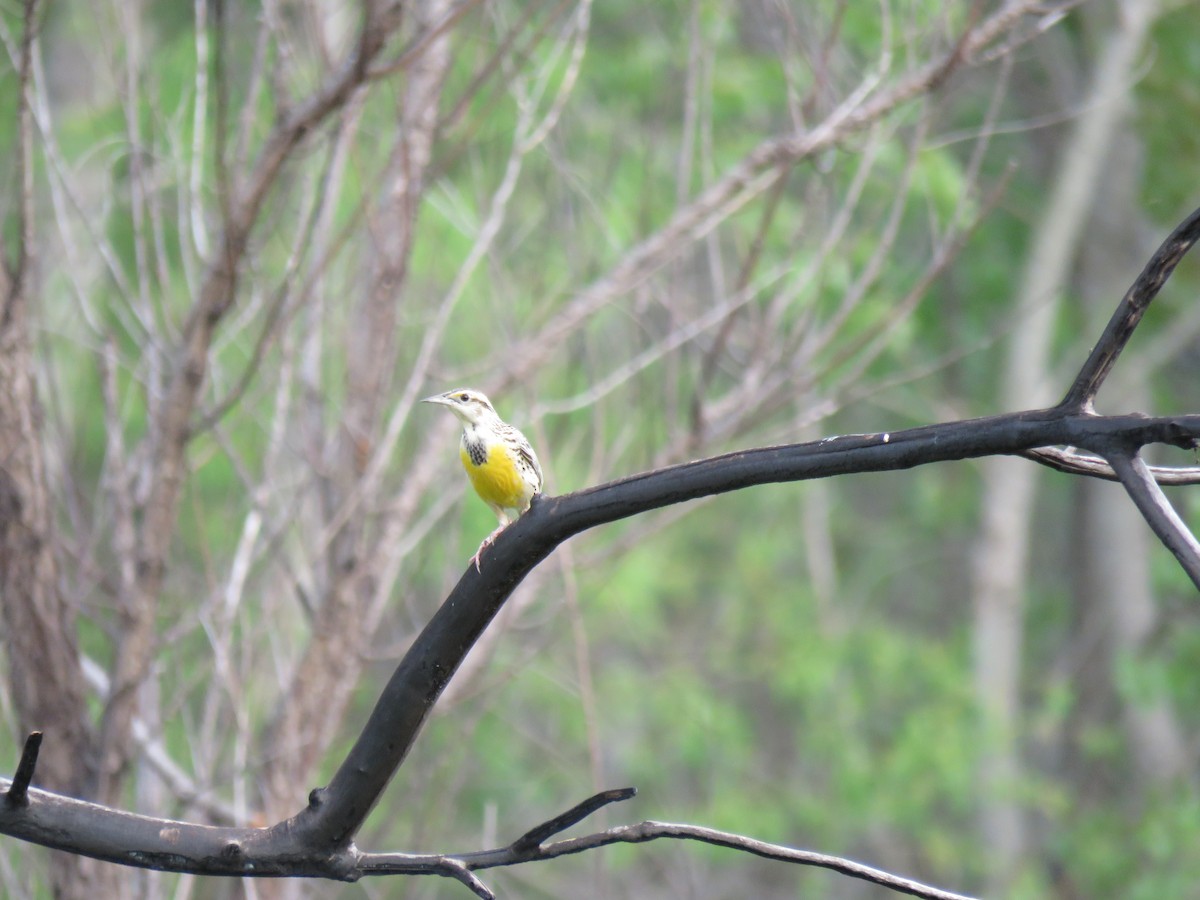 Eastern Meadowlark - Bob Ortmeyer