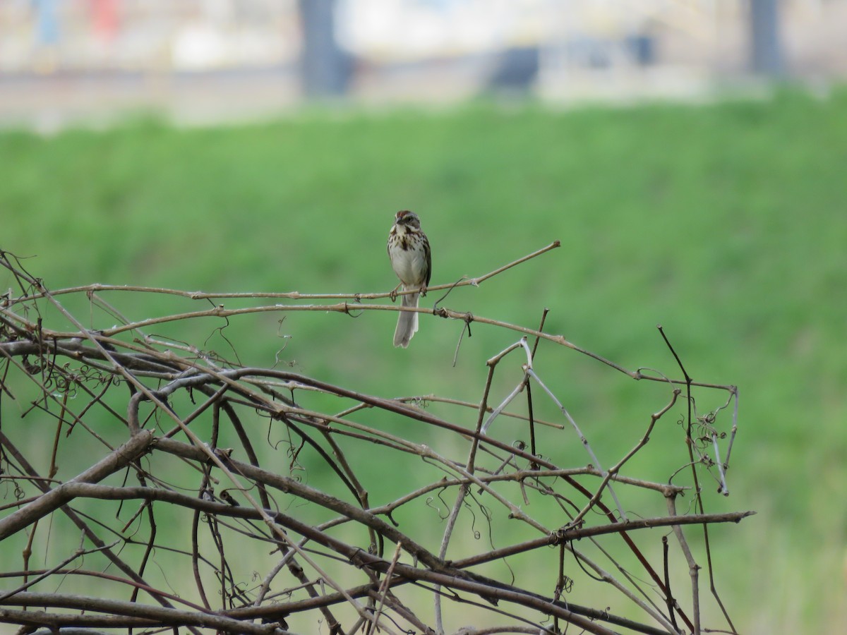 Song Sparrow - Bob Ortmeyer