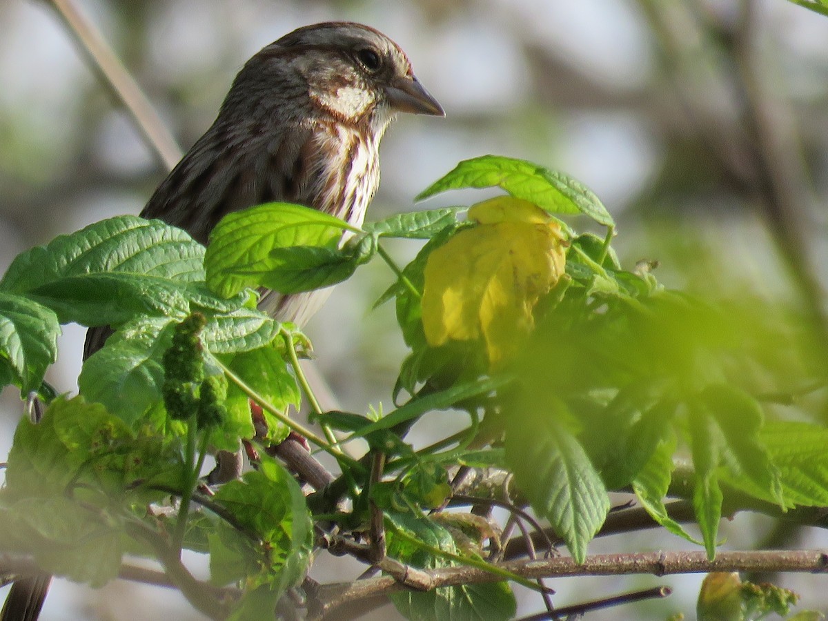 Song Sparrow - Bob Ortmeyer