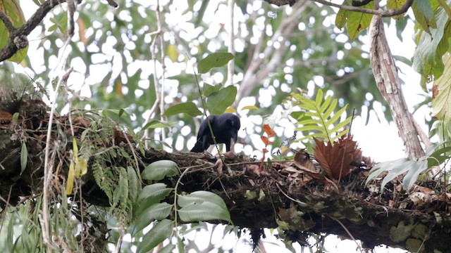 Palawan Crow - ML617458086