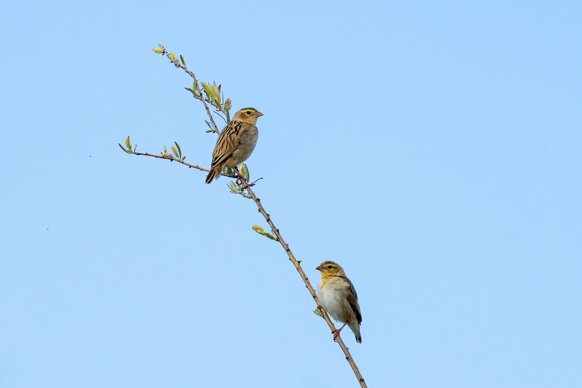 Northern Red Bishop - ML617458092