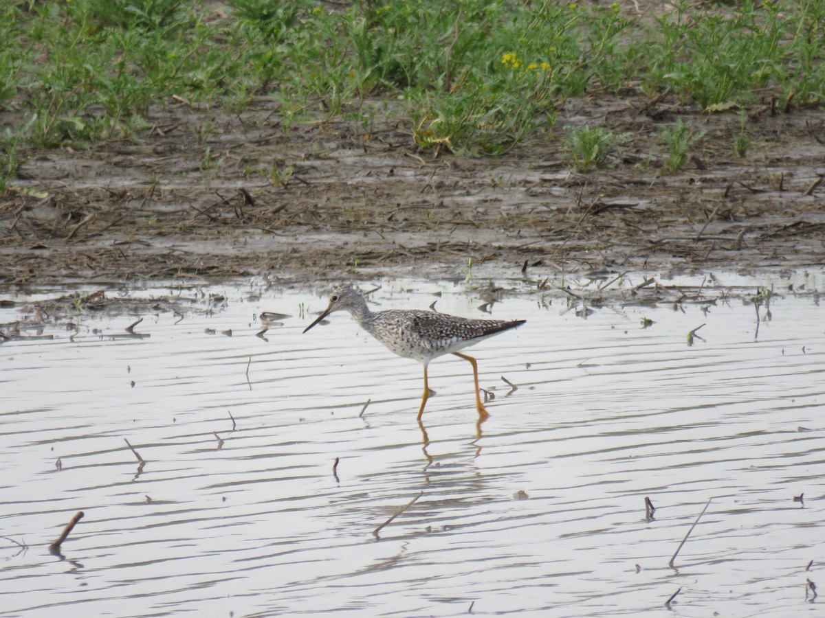 Greater Yellowlegs - ML617458115