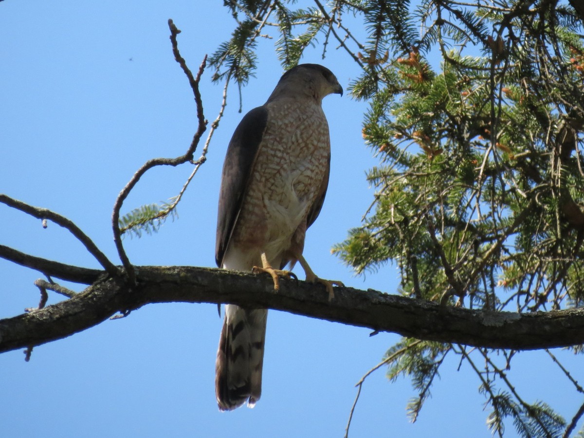 Cooper's Hawk - ML617458131