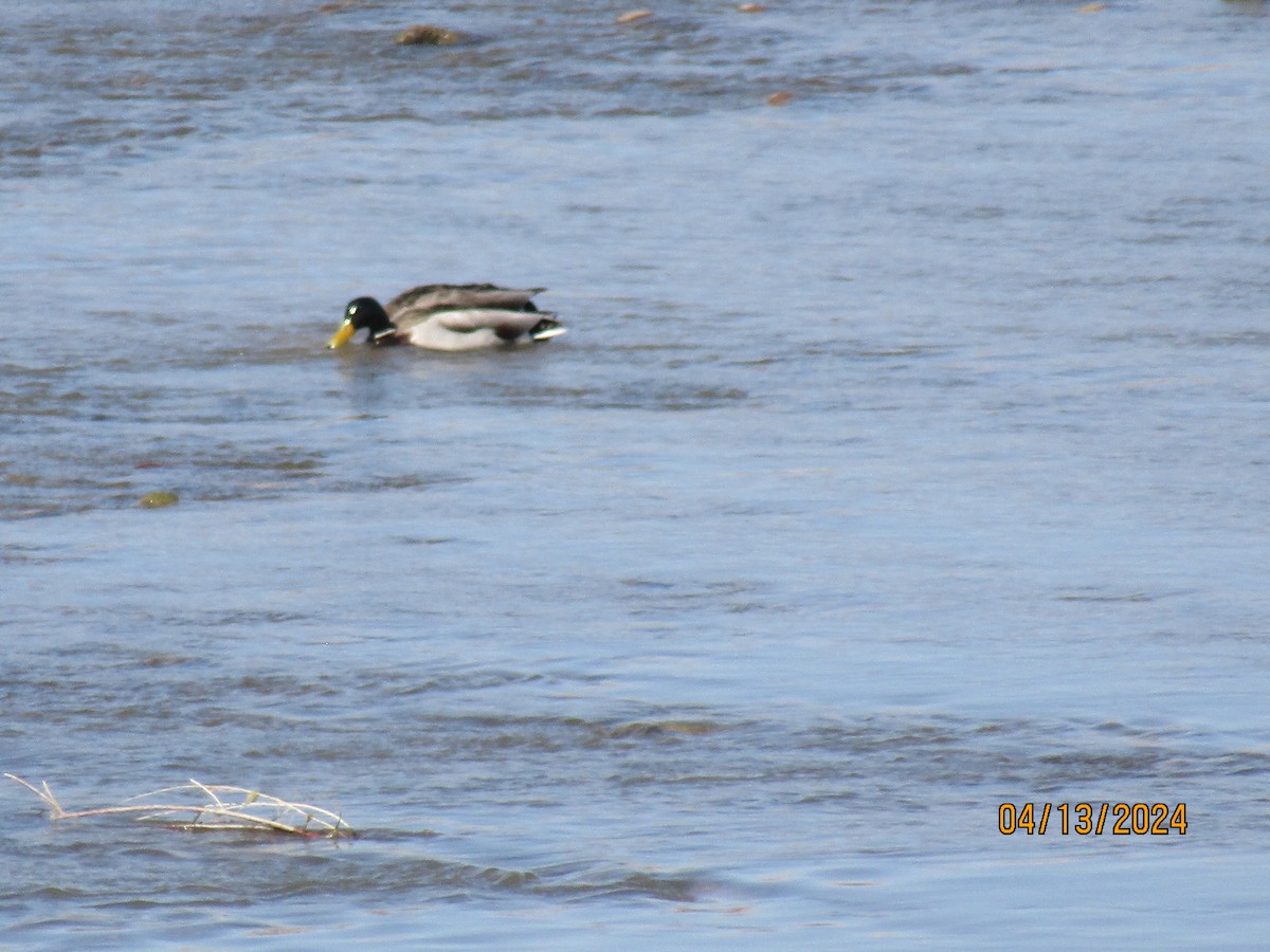 Canard colvert - ML617458157