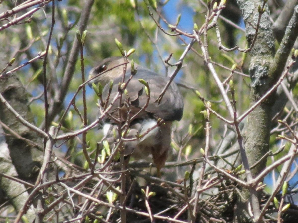 Cooper's Hawk - ML617458190