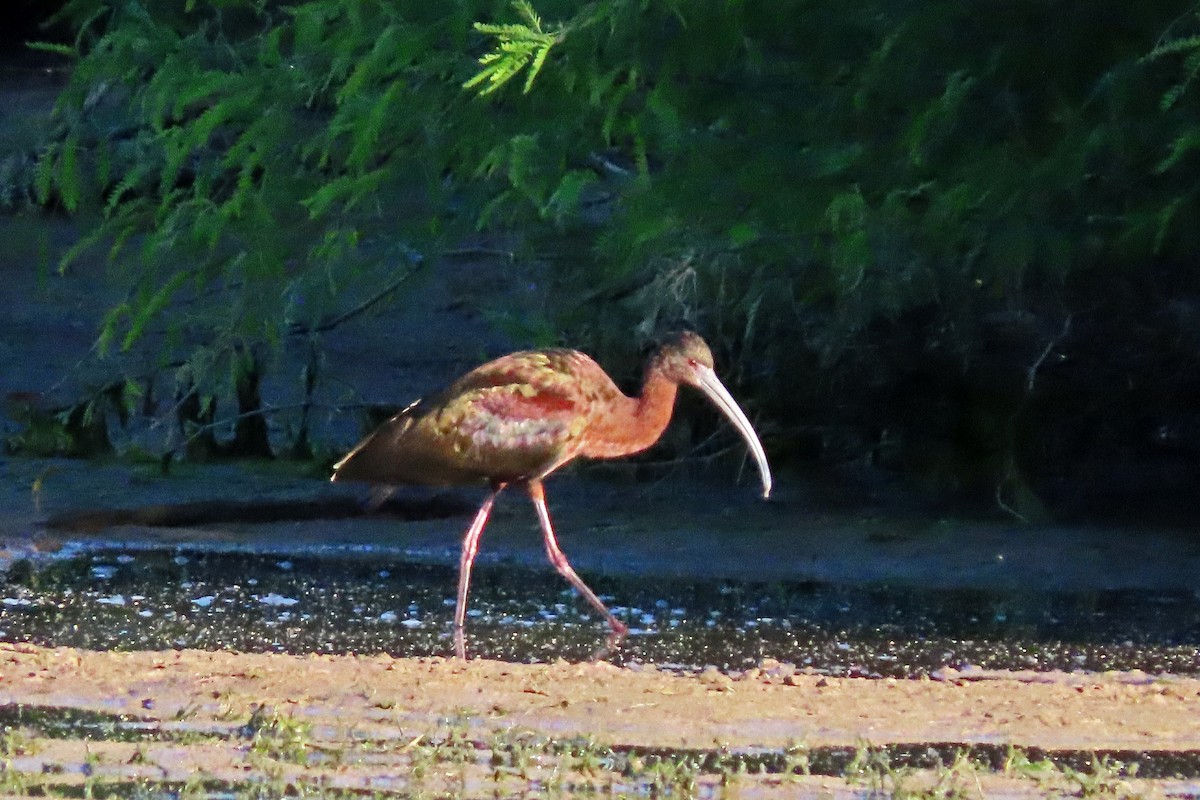 Ibis à face blanche - ML617458218