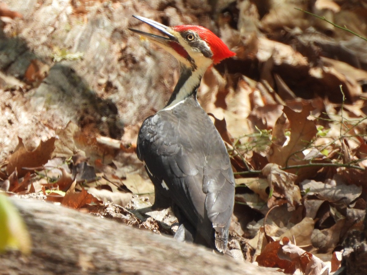 Pileated Woodpecker - ML617458233