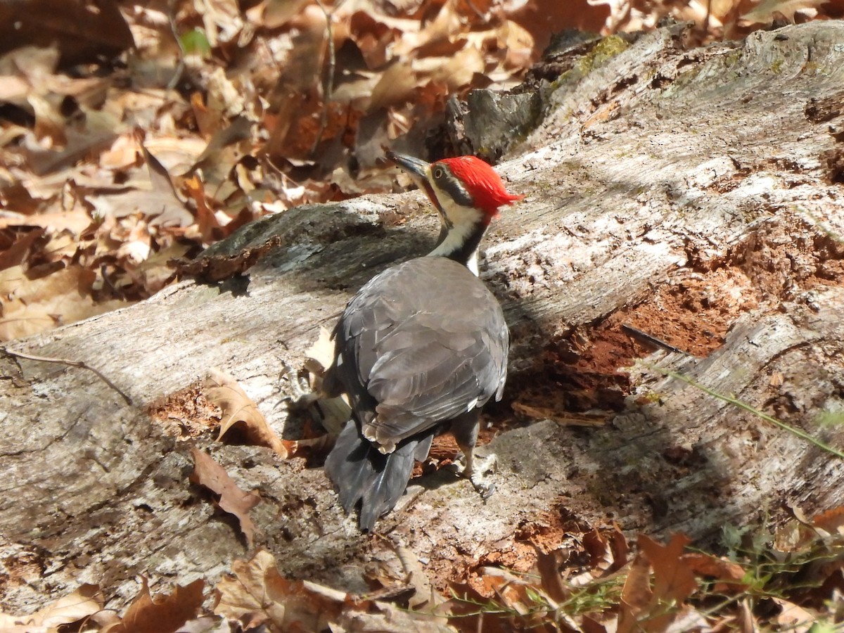 Pileated Woodpecker - Tracee Fugate