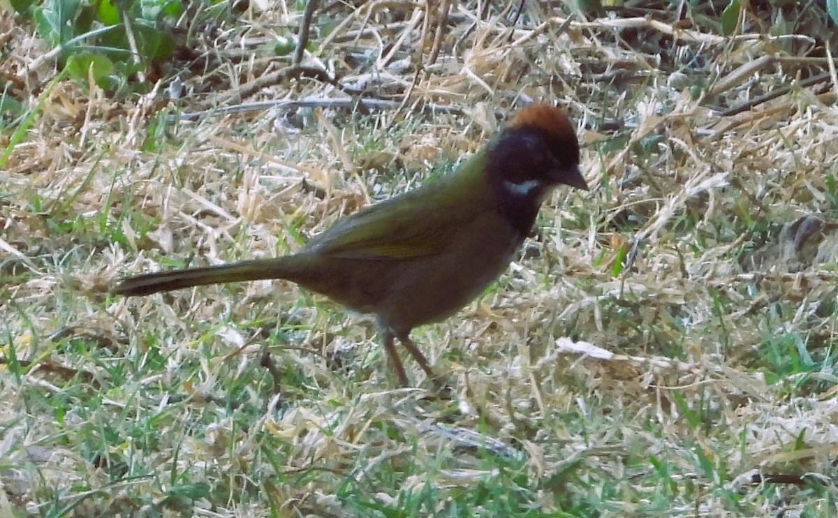 Collared Towhee - ML617458243