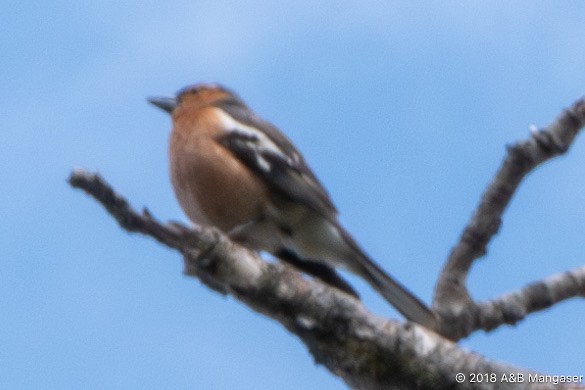 Common Chaffinch - Bernadette and Amante Mangaser