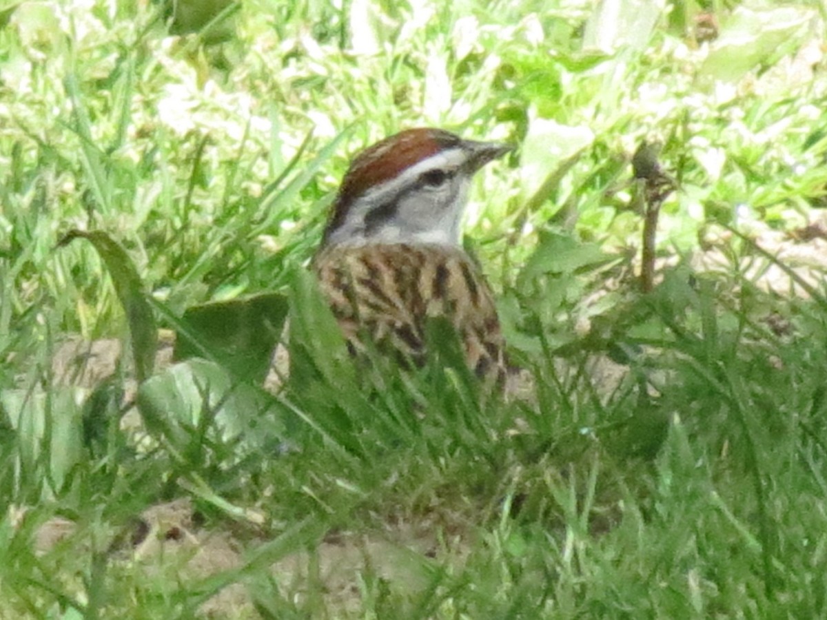 Chipping Sparrow - ML617458343