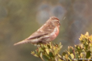 Redpoll (Lesser) - ML617458345