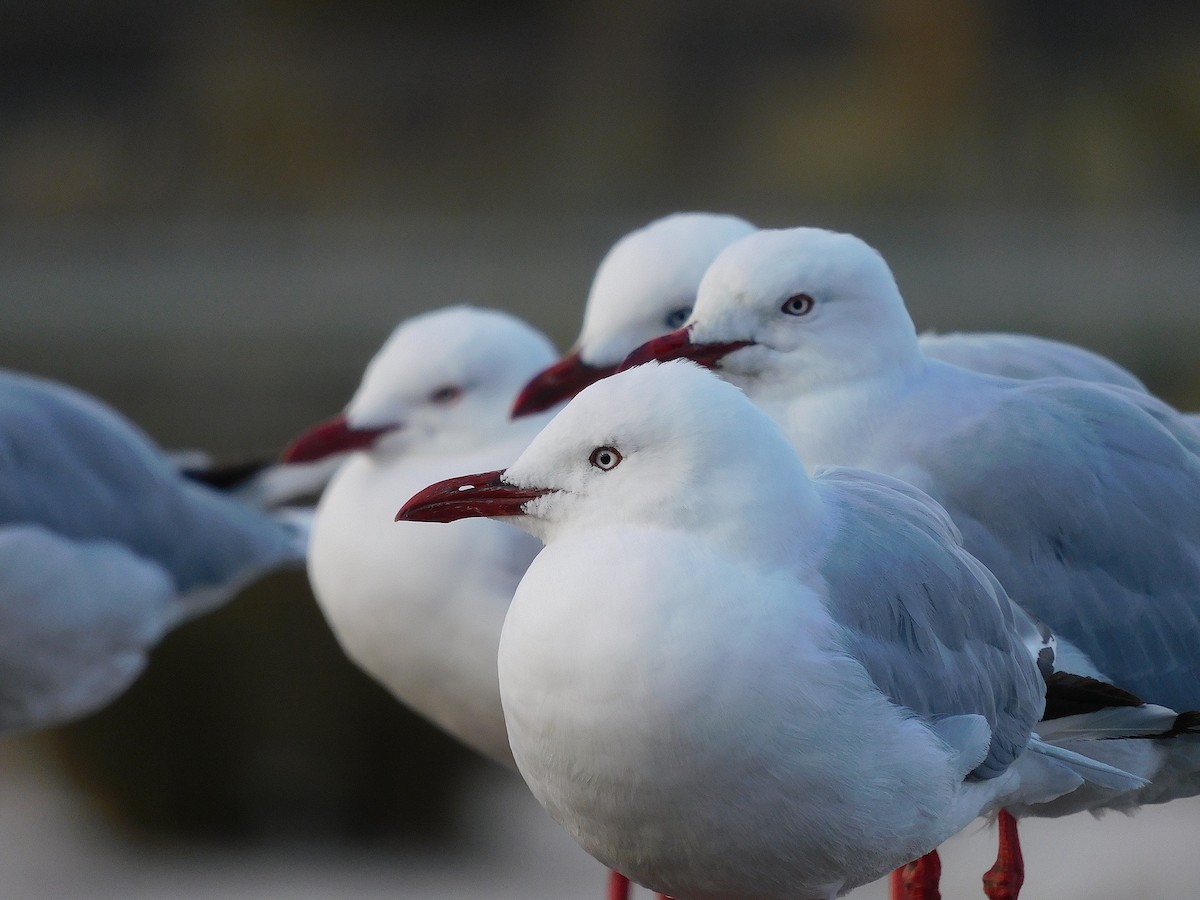 Silver Gull - ML617458352