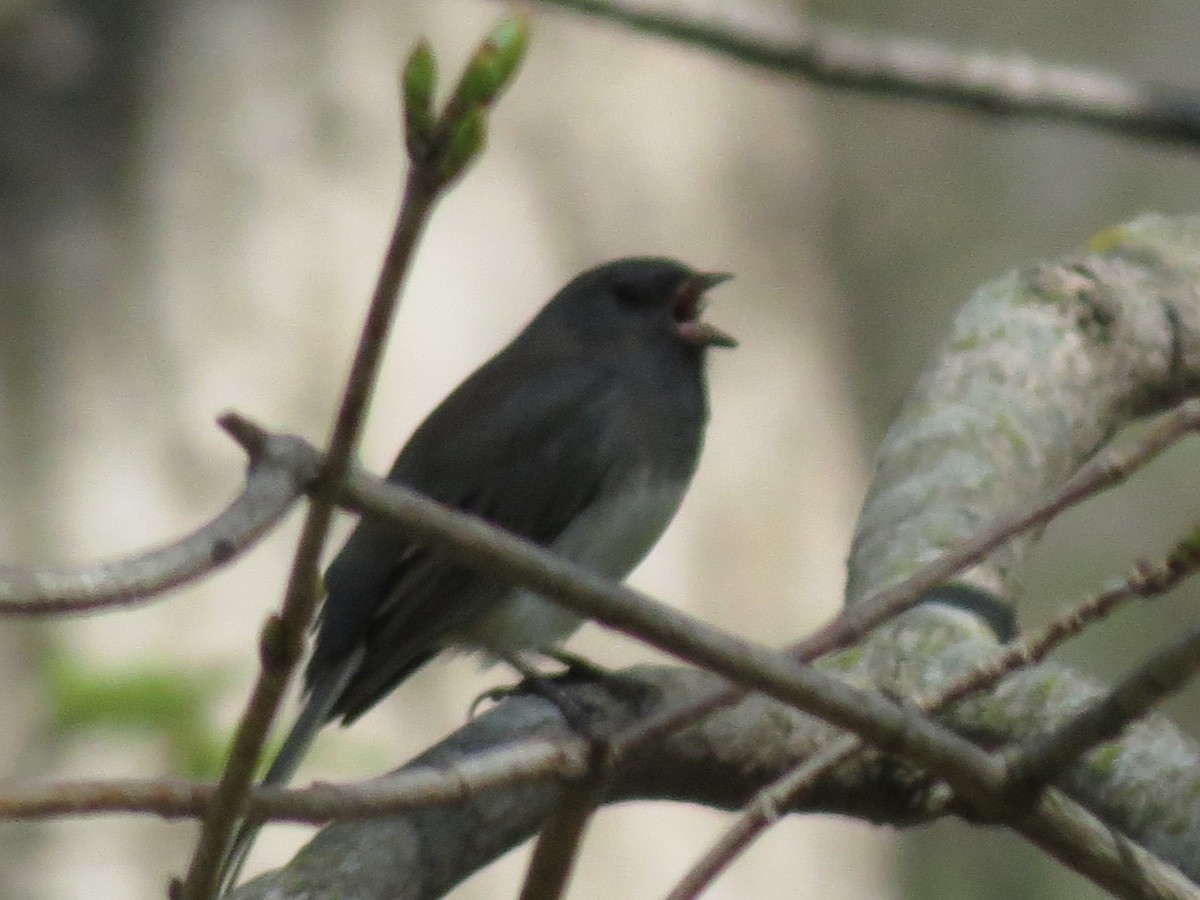 Dark-eyed Junco - ML617458372