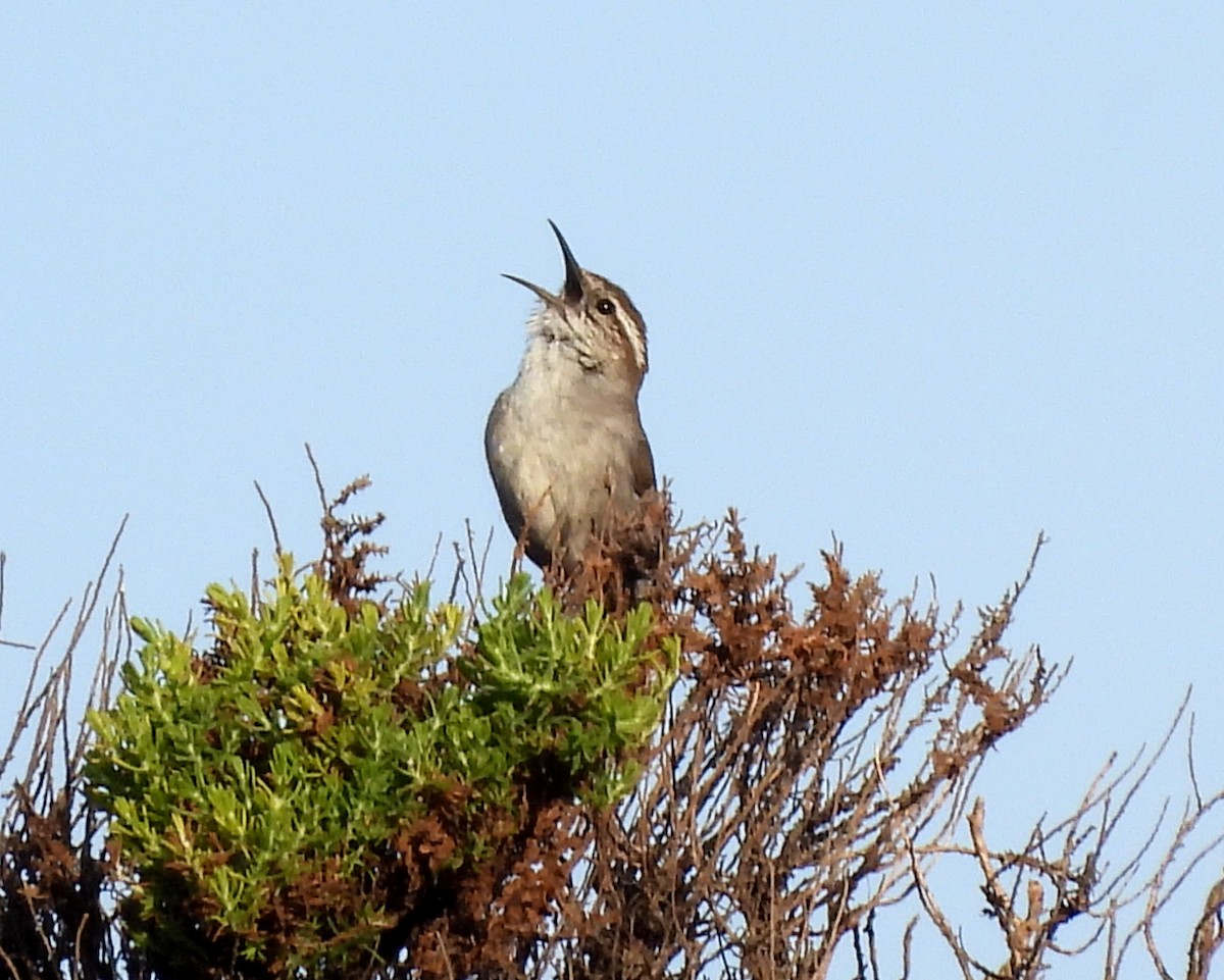 Bewick's Wren - ML617458378